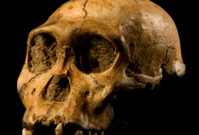 Revisan el origen de la humanidad y demuestran que el homínido que vivió hace 2 millones de años no fue nuestro ancestro