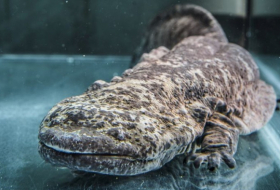 La mucosidad de la salamandra china gigante podría facilitar la cicatrización