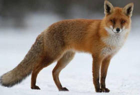 Un zorro camina más de 3.500 km para ir de Noruega a Canadá en solo 76 días