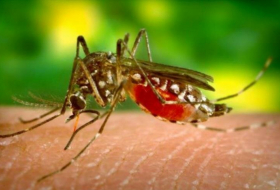 Alertan de una malaria resistente a fármacos claves en Asia