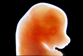 Japón aprueba la creación de embriones híbridos entre roedores y humanos