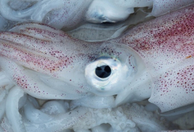   VIDEO:   Captan por primera vez a un extraño calamar de aguas profundas que cambia de apariencia