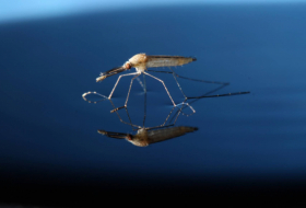 Cómo los mosquitos cambiaron la historia de la humanidad