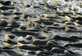 Las altas temperaturas del agua provocan un muerte masiva de salmones en Alaska