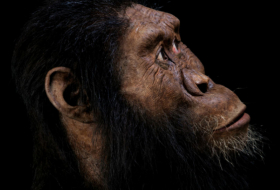 Un cráneo ancestral ayuda a recrear el rostro del antecesor de la especie humana