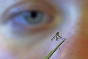Los mosquitos transgénicos alteran el ADN de sus congéneres naturales