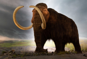 Científicos descubren el lugar en que se extinguieron los últimos mamuts lanudos