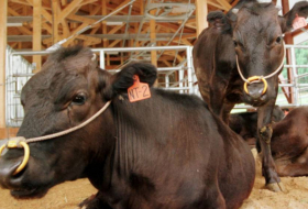 Muere en Japón la primera vaca clonada somáticamente
