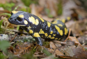 Descubren que humanos pueden regenerar tejidos como salamandras