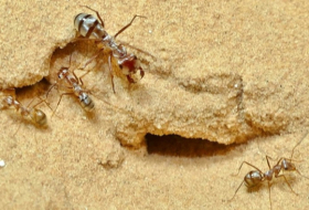 Identifican a la hormiga más rápida del mundo en el norte del Sahara