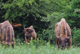   Euronews:   Llegan los bisontes al Cáucaso