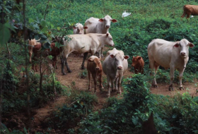 Un rayo mata a 60 vacas en Nicaragua