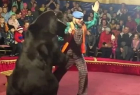 Un oso de circo ataca y muerde a su domador ante los gritos del público