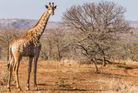 Un turista resulta gravemente herido al ser aplastado por una jirafa en un safari en África