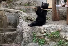 Mejor que 'Kung Fu Panda': este oso domina las artes marciales
