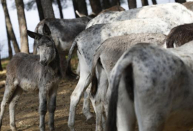 La mitad de la población mundial de burros puede desaparecer en 5 años por la medicina tradicional china