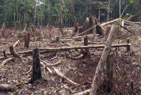 Deforestación sigue ocurriendo en Amazonía brasileña pese a medidas oficiales prometidas