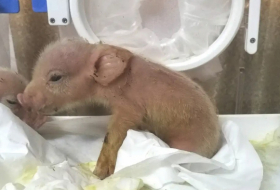 Nacen en China los primeros híbridos de cerdo y mono