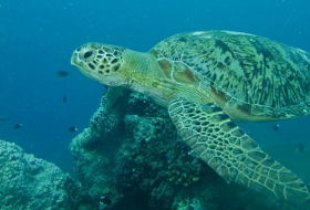 Murieron 293 tortugas marinas en Pacífico del sur de México tras ingerir algas tóxicas