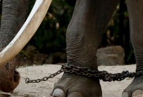   Video   de un elefante gimiendo de dolor mientras lo están maltratando en un templo budista desemboca en una campaña para salvarlo