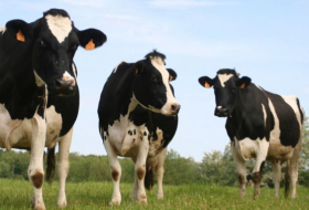 Las vacas tienen una voz individual y saben compartir sus sentimientos