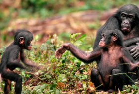 Científicos revelan los vínculos sociales de los chimpancés machos jóvenes con sus hermanos e individuos viejos