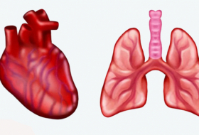 Crean emojis de corazón y pulmones anatómicamente correctos para dispositivos móviles