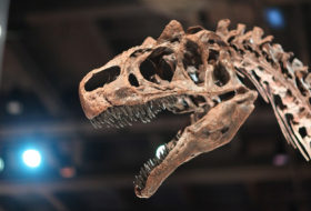 Hallan una rara enfermedad humana en la cola de un dinosaurio de hace 66 millones de años