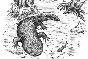 Hallan en Siberia una nueva salamandra del período jurásico