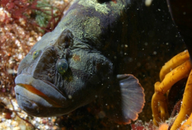 Un pez herbívoro podría ser clave para superar el calentamiento global