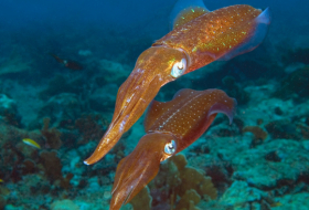 Descubren en calamares la capacidad de editar sus genes