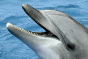 Muere un delfín tras vivir en soledad por dos años en el estanque de un acuario abandonado