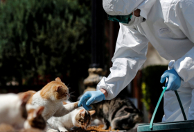 Un perro y tres gatos contraen coronavirus en los Países Bajos