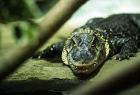 Muere el 'caimán de Hitler' en el zoológico de Moscú