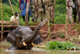 Una elefanta embarazada muere tras comer una piña llena de petardos