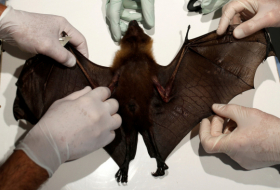 Capturan murciélagos de herradura en Tailandia para comprobar si son portadores del coronavirus