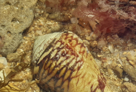 Descubren que el veneno de 13 especies de conos marinos podría tener beneficios farmacológicos