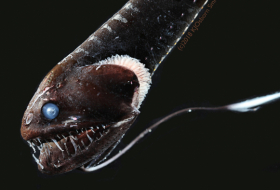 Científicos descifran el secreto del camuflaje de los peces 