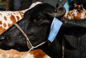 Desarrollada la primera vacuna oral contra el ántrax para animales de ganado y vida silvestre