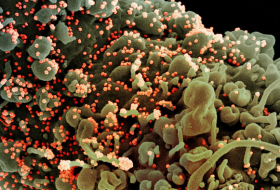 Un estudio sobre el coronavirus arroja luz sobre su forma de entrar en las células