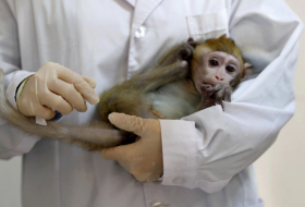 Científicos desconectan por primera vez dos áreas del cerebro en primates