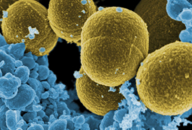 Las 'antivitaminas' pueden salvar a la humanidad de las infecciones resistentes a los antibióticos