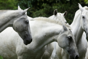 Científicos de Costa Rica combatirán el coronavirus con anticuerpos de caballos