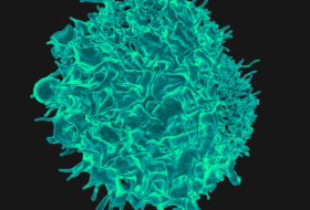 Células T contra el coronavirus podrían combatir el cáncer
