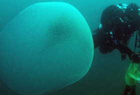 Misteriosas esferas gelatinosas en la costa de Noruega contienen embriones de calamar