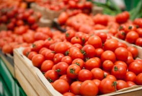 89 empresas azerbaiyanas están autorizadas a exportar tomates a Rusia