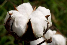 Azerbaiyán exportó algodón en bruto por valor de 44,7 millones de dólares