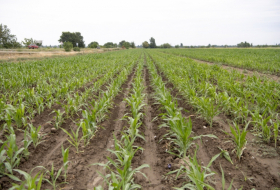 Se ha nombrado el importe de la subvención para la siembra repetida de maíz en Azerbaiyán