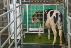 ¿Vacas que orinan como gatas?: en Alemania enseñan al ganado a 'usar el baño' para detener el cambio climático