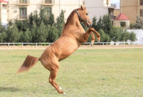 Los caballos de Karabaj se subastan por primera vez en Azerbaiyán